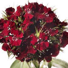 Seminte DIANTHUS barbatus BARBIENNE F1 Burgundy 1000s