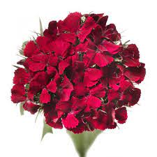 Seminte DIANTHUS barbatus BARBIENNE F1 Deep Red 1000s