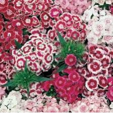 Seminte DIANTHUS barbatus BARBIENNE F1 Mix 1000s
