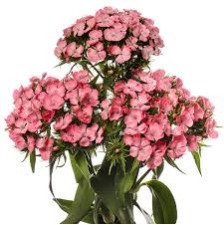 Seminte DIANTHUS barbatus BARBIENNE F1 Pink 1000s