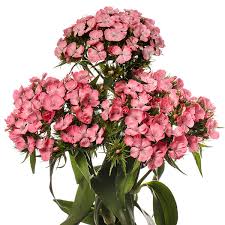 Seminte DIANTHUS barbatus BARBIENNE F1 Pink 1000s