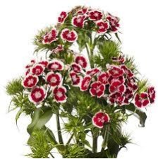 Seminte DIANTHUS barbatus BARBIENNE F1 Red White 1000s