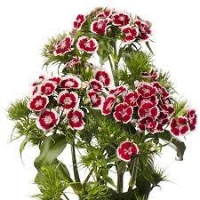 Seminte DIANTHUS barbatus BARBIENNE F1 Red White 1000s