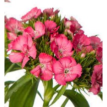 Seminte DIANTHUS barbatus BARBIENNE F1 Rose 1000s