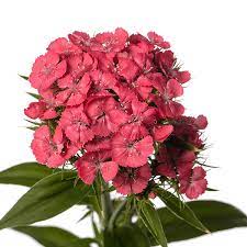 Seminte DIANTHUS barbatus BARBIENNE F1 Salmon 1000s