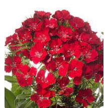 Seminte DIANTHUS barbatus BARBIENNE F1 Scarlet 1000s