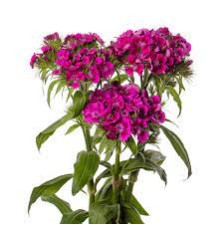 Seminte DIANTHUS barbatus BARBIENNE F1 Violet 1000s