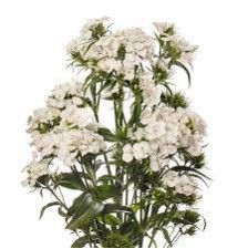 Seminte DIANTHUS barbatus BARBIENNE F1 White 1000s