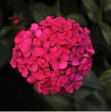 Seminte DIANTHUS barbatus-interspecific AMAZON F1 Neon Cherry 1000s