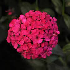 Seminte DIANTHUS barbatus-interspecific AMAZON F1 Neon Cherry 1000s