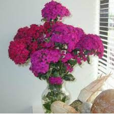 Seminte DIANTHUS barbatus-interspecific AMAZON F1 Neon Duo 1000s