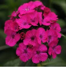Seminte DIANTHUS barbatus-interspecific AMAZON F1 Neon Purple 1000s