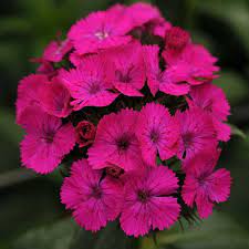 Seminte DIANTHUS barbatus-interspecific AMAZON F1 Neon Purple 500s