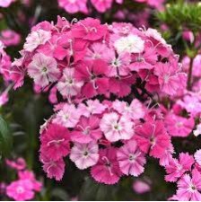 Seminte DIANTHUS barbatus-interspecific AMAZON F1 Rose Magic 1000s