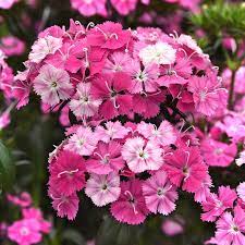 Seminte DIANTHUS barbatus-interspecific AMAZON F1 Rose Magic 1000s