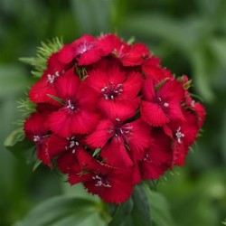 Seminte DIANTHUS barbatus SWEET F1 Black Cherry 1000s