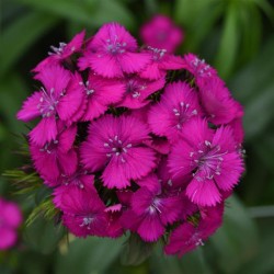Seminte DIANTHUS barbatus SWEET F1 Neon Purple 1000s