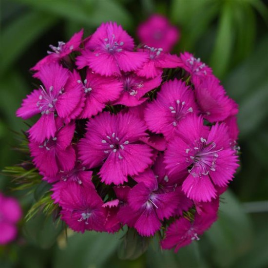 Seminte DIANTHUS barbatus SWEET F1 Neon Purple 1000s