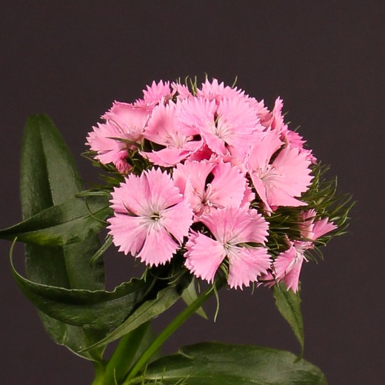 Seminte DIANTHUS barbatus SWEET F1 Pink 1000s