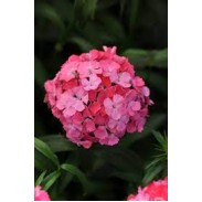 Seminte DIANTHUS barbatus SWEET F1 Pink Deep Maxine 1000s