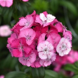 Seminte DIANTHUS barbatus SWEET F1 Rose Magic 1000s