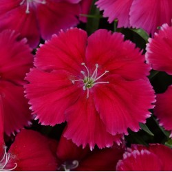 Seminte DIANTHUS chinesis CORONET F1 Cherry Red 1000s