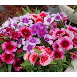 Seminte DIANTHUS chinesis CORONET F1 Mix 1000s