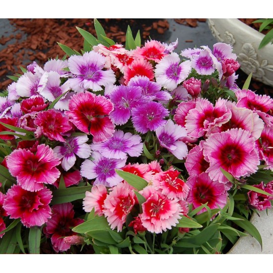 Seminte DIANTHUS chinesis CORONET F1 Mix 1000s