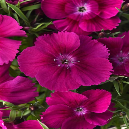 Seminte DIANTHUS chinesis CORONET F1 Purple 1000s