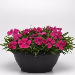 Seminte DIANTHUS chinesis CORONET F1 Rose 1000s