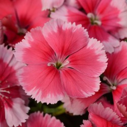 Seminte DIANTHUS chinesis CORONET F1 Strawberry 1000s