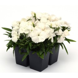 Seminte DIANTHUS chinesis CORONET F1 White 1000s