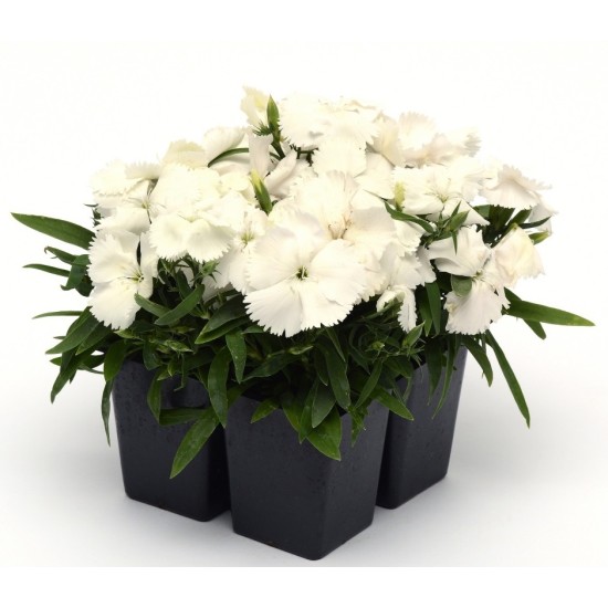 Seminte DIANTHUS chinesis CORONET F1 White 1000s