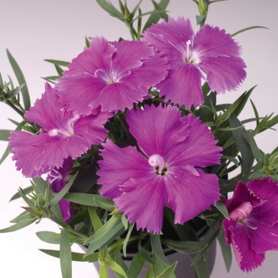 Seminte DIANTHUS chinesis DIANA F1 Blueberry 1000s