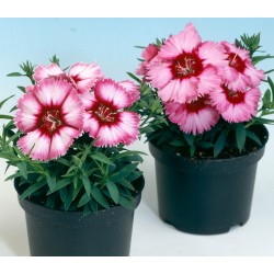 Seminte DIANTHUS chinesis DIANA F1 Crimson Picotee 1000s