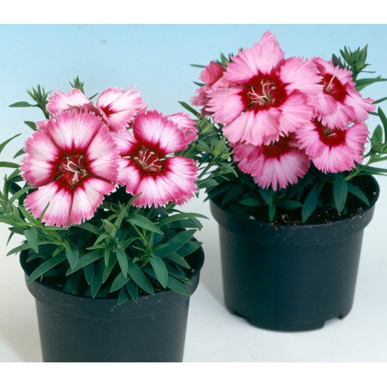 Seminte DIANTHUS chinesis DIANA F1 Crimson Picotee 1000s