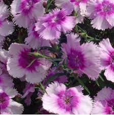 Seminte DIANTHUS chinesis DIANA F1 Lavender Picotee 1000s
