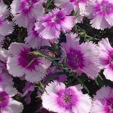Seminte DIANTHUS chinesis DIANA F1 Lavender Picotee 1000s