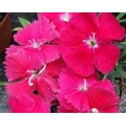 Seminte DIANTHUS chinesis DIANA F1 Pink 1000s
