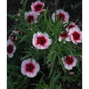 Seminte DIANTHUS chinesis DIANA F1 Purple Centred White 1000s