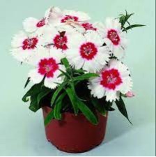Seminte DIANTHUS chinesis DIANA F1 Red Centred White 1000s