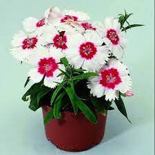 Seminte DIANTHUS chinesis DIANA F1 Red Centred White 1000s