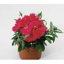 Seminte DIANTHUS chinesis DIANA F1 Rose 1000s