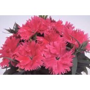Seminte DIANTHUS chinesis DIANA F1 Salmon 1000s