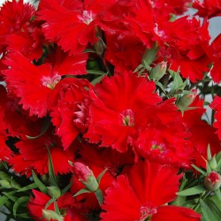 Seminte DIANTHUS chinesis DIANA F1 Scarlet 1000s