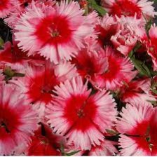 Seminte DIANTHUS chinesis DIANA F1 Scarlet Picotee 1000s