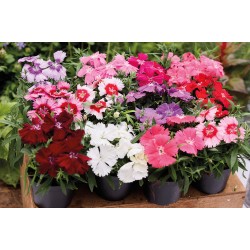 Seminte DIANTHUS chinesis DIVINITY F1 Mix Full 1000s