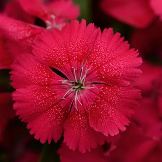 Seminte DIANTHUS hybrid FLORAL LACE F1 Cherry 1000s