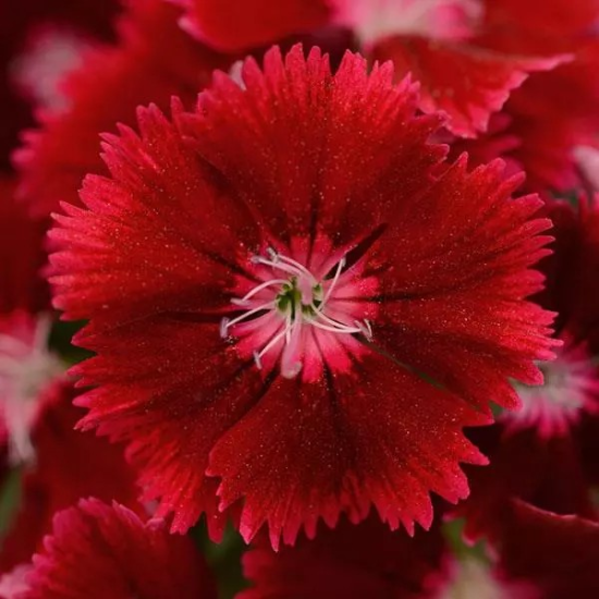 Seminte DIANTHUS hybrid FLORAL LACE F1 Crimson 1000s