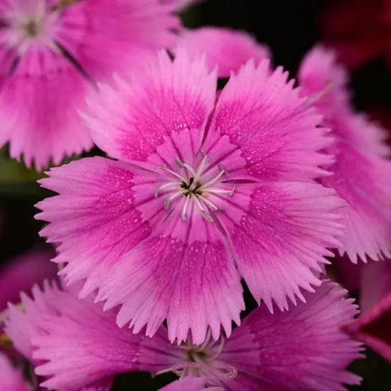 Seminte DIANTHUS hybrid FLORAL LACE F1 Lilac 1000s